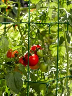 Tomato Cages, Set Of 4 -The Garden Works Shop 34182 588 tif