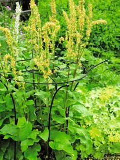 Essex Plant Supports 12 Essex Plant Supports -The Garden Works Shop 37423 200 tif