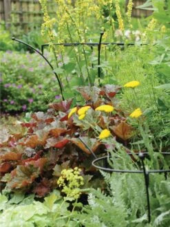 Essex Plant Supports 10 Essex Plant Supports -The Garden Works Shop 37423 280 tif