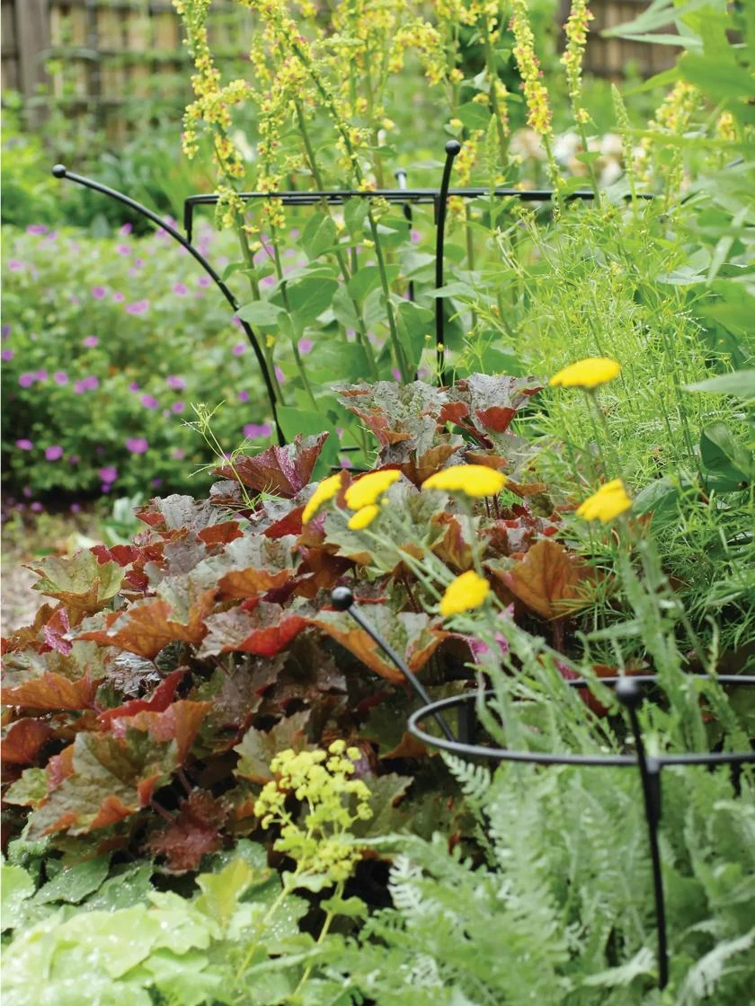 Essex Plant Supports 4 Essex Plant Supports - Image 3