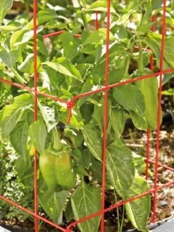 Pepper And Eggplant Cages, Set Of 3 -The Garden Works Shop 37464 567 tif
