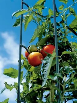 Tomato Ladders, Set Of 3 -The Garden Works Shop 38184 003E tif