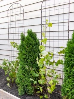 Jardin Flower Trellis -The Garden Works Shop 38689 6002 tif