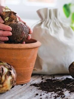 Premium Amaryllis Bulb -The Garden Works Shop 39 733 bagged 2020 05000 tif