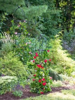 Essex Round Trellises 11 Essex Round Trellises -The Garden Works Shop 39545 2286 tif