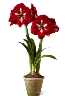 Premium Amaryllis Bulb -The Garden Works Shop 39733 2020 2002 silo tif