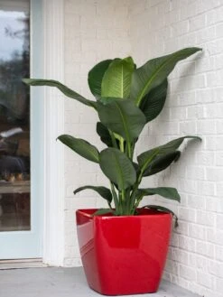 Viva Square Self-Watering Rolling Planter, 20" Diameter, Set Of 2 -The Garden Works Shop 3 4 crop 8612930 0032 tif