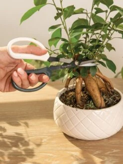 Japanese Pruning Scisssors -The Garden Works Shop 3 4 crop 8612968 0087