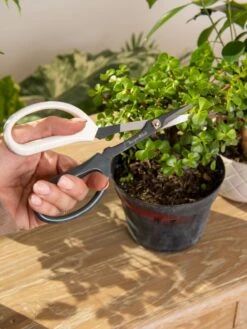 Japanese Pruning Scisssors -The Garden Works Shop 3 4 crop 8612968 0092