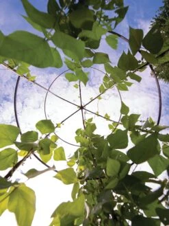 Jardin Tower -The Garden Works Shop 3 4 crop 8612997 0033