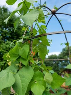 Jardin Tower -The Garden Works Shop 3 4 crop 8612997 0058