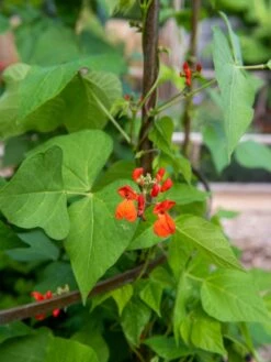 Jardin Tower -The Garden Works Shop 3 4 crop 8612997 0059