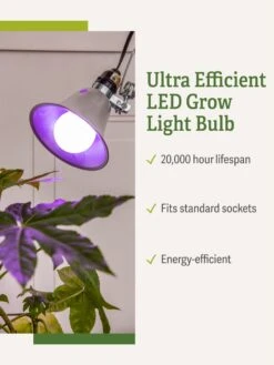 Miracle LED® Grow Light Bulb, Red And Blue -The Garden Works Shop 3 4 crop Miracle Bulb RB 1