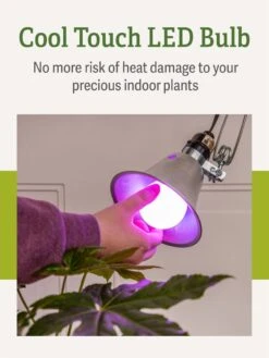 Miracle LED® Grow Light Bulb, Red And Blue -The Garden Works Shop 3 4 crop Miracle Bulb RB 4