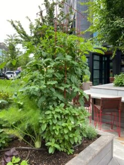 Tomato Towers, Set Of 2 -The Garden Works Shop 8587041 01IN tif