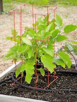 Pepper And Eggplant Cages, Set Of 3 -The Garden Works Shop 8587048 103 tif