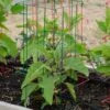 Pepper And Eggplant Cages, Set Of 3 -The Garden Works Shop 8587048 1073 tif