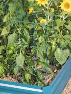 Pepper And Eggplant Cages, Set Of 3 -The Garden Works Shop 8587048 9792 tif