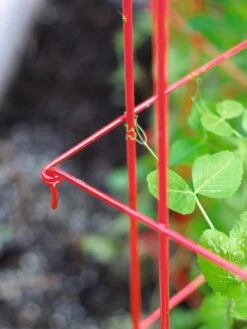 Tall Expandable Pea Trellis -The Garden Works Shop 8587061 010 tif