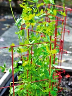 Expandable Pea Trellis -The Garden Works Shop 8587061 100 tif