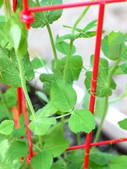 Tall Expandable Pea Trellis -The Garden Works Shop 8587061 101 tif 1