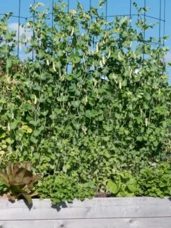 Tall Expandable Pea Trellis -The Garden Works Shop 8587062 6042 tif