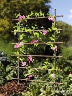 Jardin Ladder Trellis 9 Jardin Ladder Trellis -The Garden Works Shop 8587107 083 tif