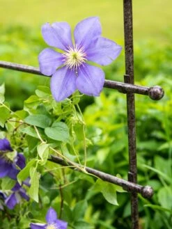 Jardin Ladder Trellis 8 Jardin Ladder Trellis -The Garden Works Shop 8587107 1654 tif