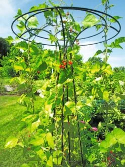 Essex Tuteur, 78" -The Garden Works Shop 8587861 100 tif