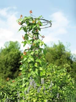 Essex Tuteur, 78" -The Garden Works Shop 8587861 4160 tif