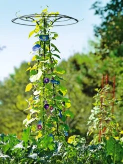 Essex Tuteur, 78" -The Garden Works Shop 8587861 5028 tif