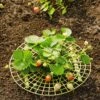 Strawberry Supports, Set Of 6 -The Garden Works Shop 8587970 1039 tif