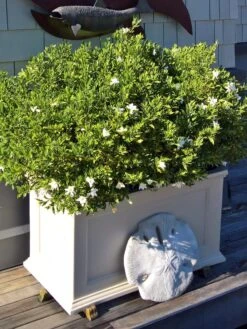 Fairfield Self-Watering Patio Planters, 20” X 36” -The Garden Works Shop 8588417 208V tif