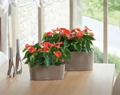 Lechuza® Delta Self-Watering Windowsill Planters -The Garden Works Shop 8590298 04V tif