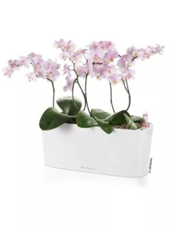 Lechuza® Delta Self-Watering Windowsill Planters -The Garden Works Shop 8592361 02V tif