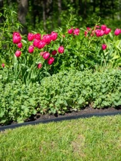 EasyFlex™ No Dig Edging, 50' 8 EasyFlex™ No Dig Edging, 50' -The Garden Works Shop 8592452 0084 tif