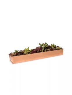 Rectangular Copper Plant Tray, 18"x4" 8 Rectangular Copper Plant Tray, 18"x4" -The Garden Works Shop 8593532 2892 tif