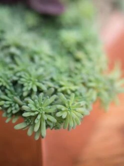 Tall Rectangular Copper Plant Tray, 18" X 5" X 4" -The Garden Works Shop 8593534 4601 tif