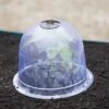 Medium Garden Cloches, Set Of 6 -The Garden Works Shop 8593985 347 tif