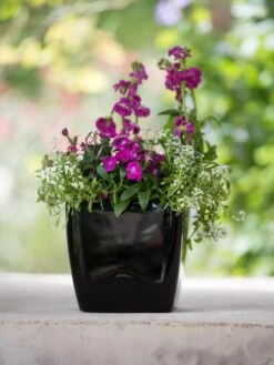 Viva Square Self-Watering Planter, 7" Diameter -The Garden Works Shop 8595223 1107 tif