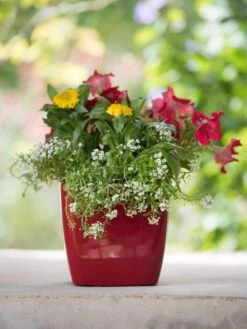 Viva Square Self-Watering Planter, 7" Diameter -The Garden Works Shop 8595223 1111 tif