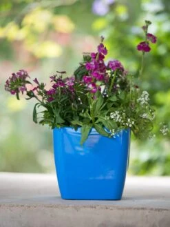 Viva Square Self-Watering Planter, 7" Diameter -The Garden Works Shop 8595223 1113 tif