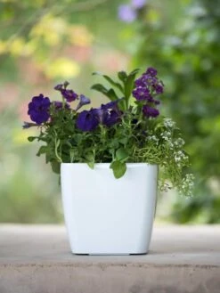 Viva Square Self-Watering Planter, 7" Diameter -The Garden Works Shop 8595223 1118 tif