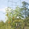 Mammoth Tomato Towers, Set Of 2 1 Mammoth Tomato Towers, Set Of 2 -The Garden Works Shop 8595740 4437 tif