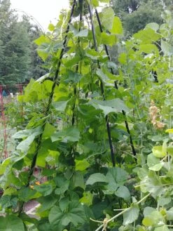 Titan Teepee Trellis -The Garden Works Shop 8595757 01EMP tif