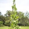 Titan Teepee Trellis 1 Titan Teepee Trellis -The Garden Works Shop 8595757 1206 titan teepee cucumber peas beans tif