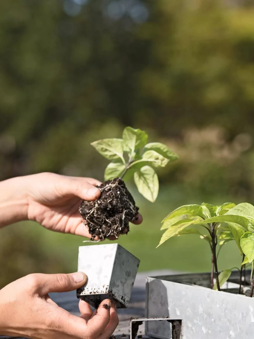 Galvanized Seed Starting Tray 6 Galvanized Seed Starting Tray - Image 4