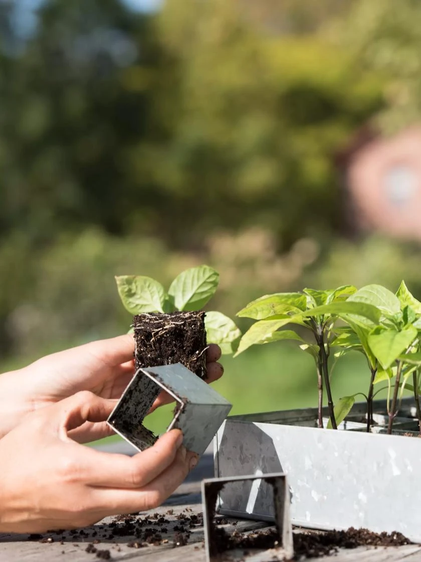 Galvanized Seed Starting Tray 5 Galvanized Seed Starting Tray - Image 3