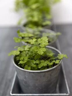 Galvanized Herb Planters With Rectangular Tray -The Garden Works Shop 8595903 advice 1777 tif