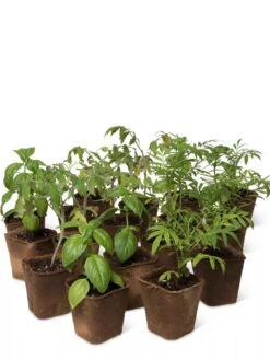 3-1/2” Square Biodegradable Pots, Set Of 18 -The Garden Works Shop 8595967 3919 tif